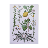 Plant poster based on an 1881 engraving "lemon"