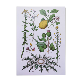 Plant poster based on an 1881 engraving "lemon"