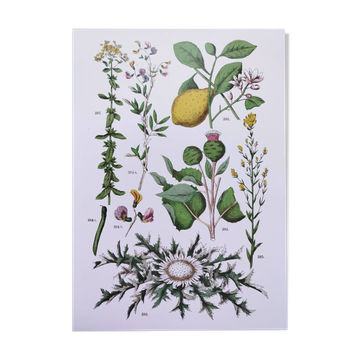 Plant poster based on an 1881 engraving "lemon"