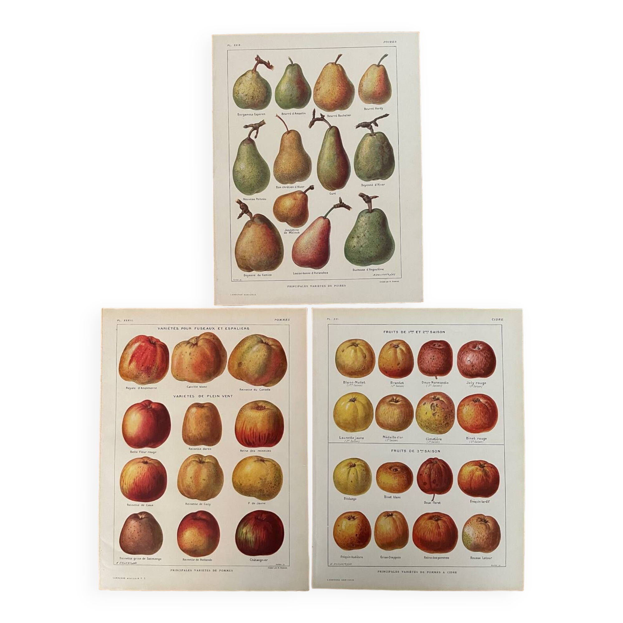 Reserved Laurence - Set of 3 lithos on apples and pears 20th century