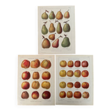 Réservé Laurence - Lot de 3 lithos sur les pommes et poires XXe