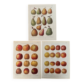 Reserved Laurence - Set of 3 lithos on apples and pears 20th century
