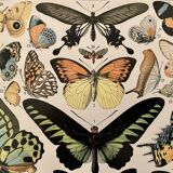 Lithograph engraving exotic butterflies from 1897