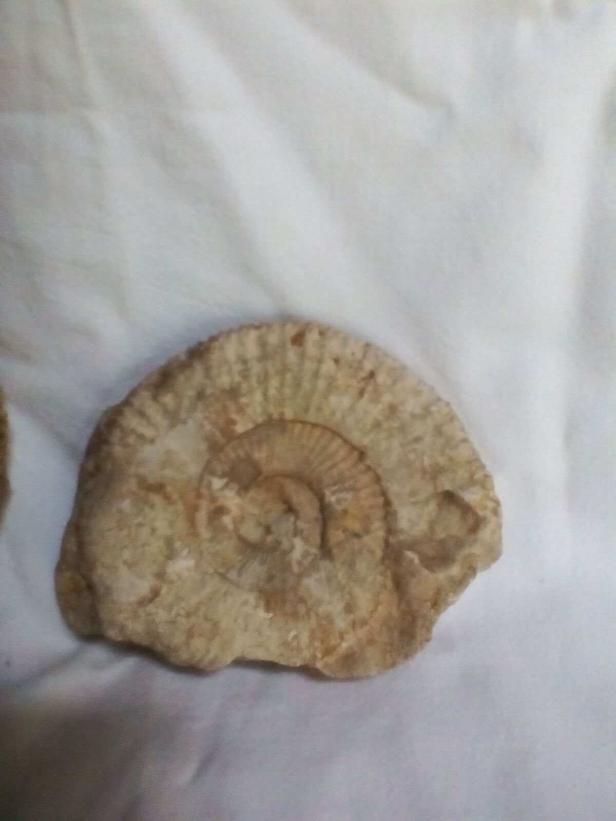Marine fossils
