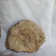 Marine fossils