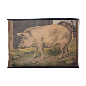 Affiche cochon lithographie Karl