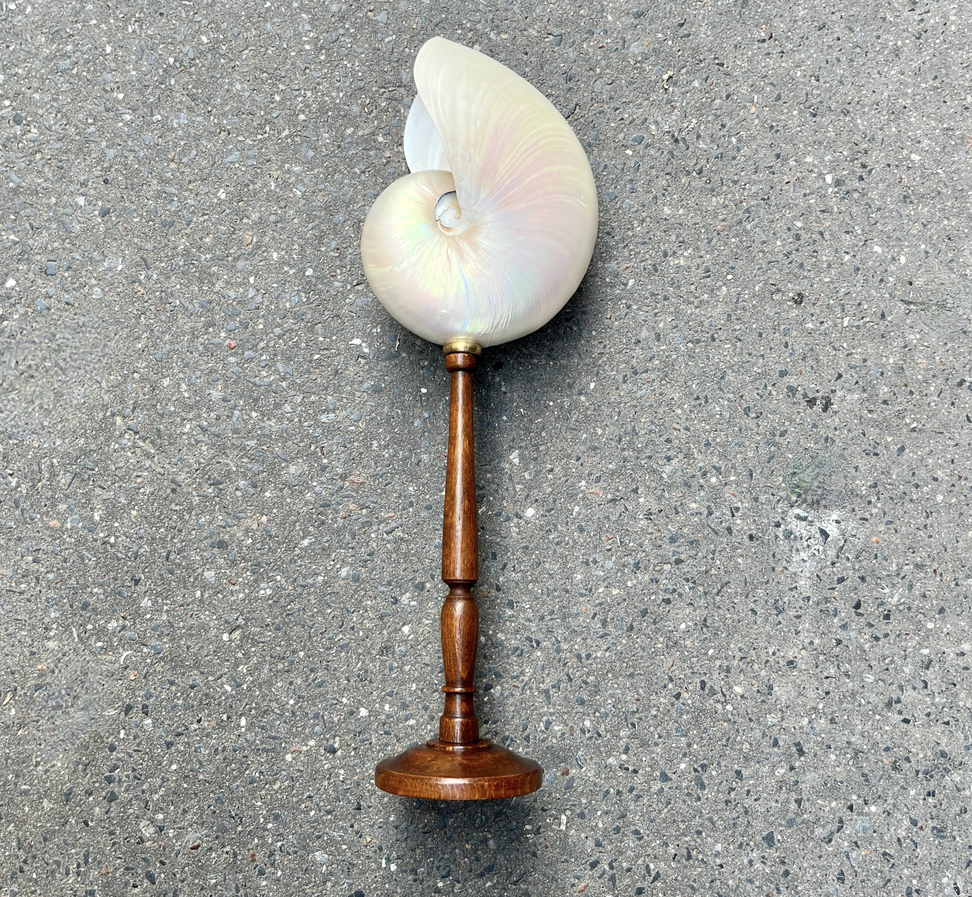 Large pearly Nautilus shell on turned wooden base, old vintage cabinet of curiosities