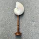 Large pearly Nautilus shell on turned wooden base, old vintage cabinet of curiosities