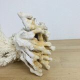 Old white coral 22 cm
