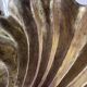 Immense wooden plate 1900 shell with golden patina