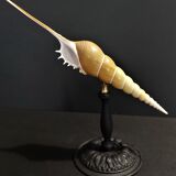 Cabinet of Curiosities shell tibia fusus on base