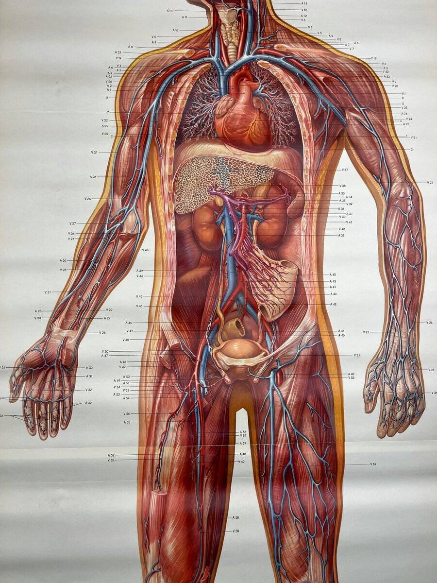 Vintage educational poster of the circulatory system from the Deutsches Hygiene Museum Dresden GDR (East Germany), 1976.