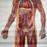 Vintage educational poster of the circulatory system from the Deutsches Hygiene Museum Dresden GDR (East Germany), 1976.