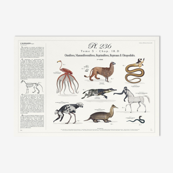 Chimères lithographie gravure animal - affiche botanique