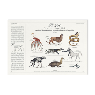 Chimères lithographie gravure animal - affiche botanique
