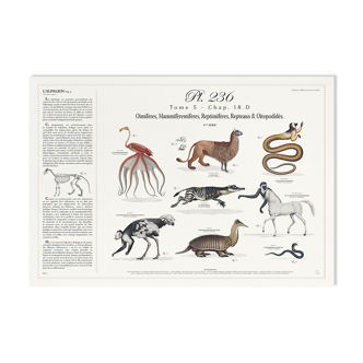 Chimeras lithograph animal engraving - botanical poster