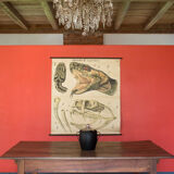 Poster of the 20th century Paul Pfurtscheller Zoological "Viper"