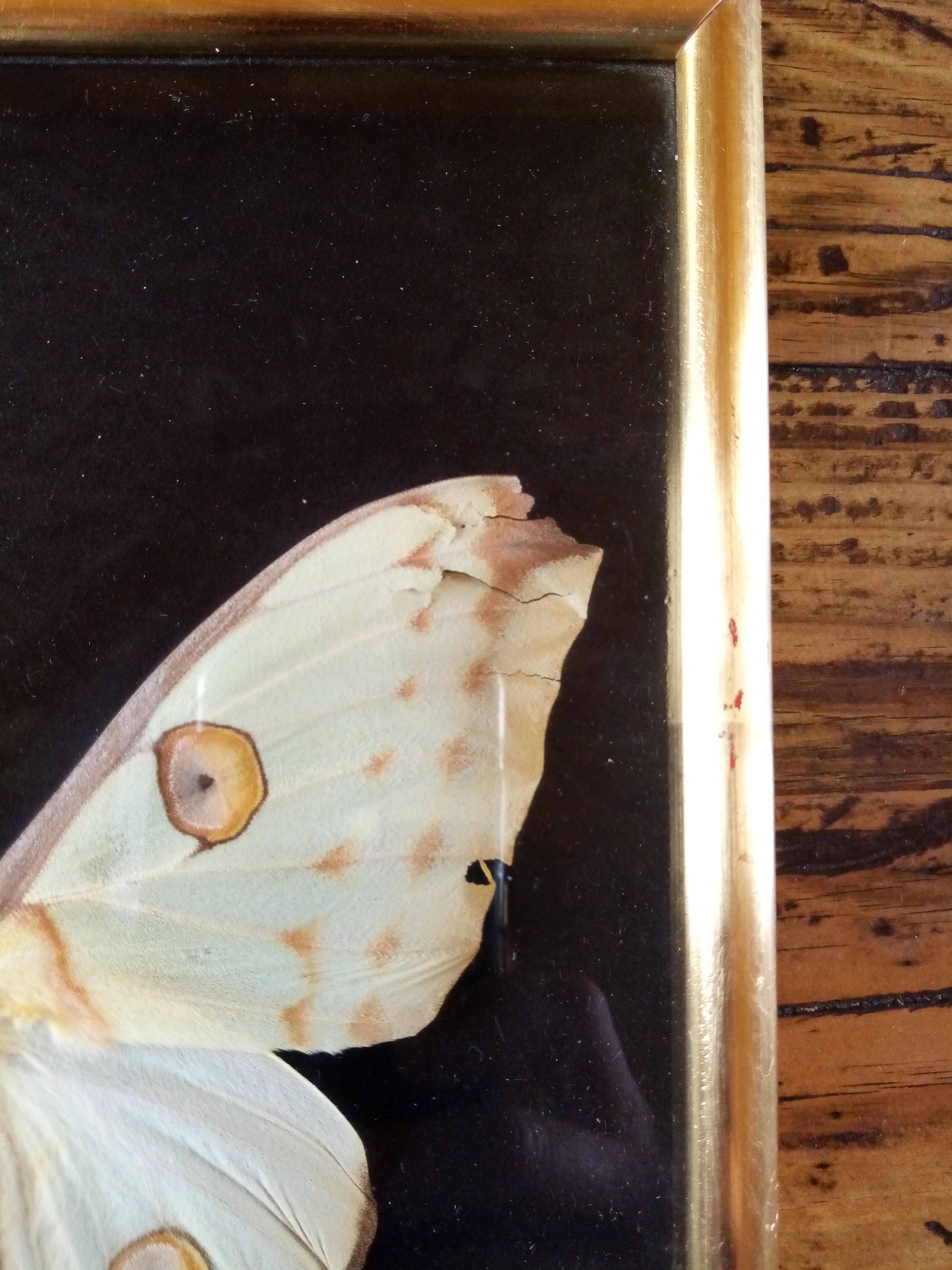 Butterfly with frame