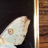 Butterfly with frame