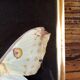 Butterfly with frame