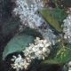 Vintage French oil painting on board, bouquet of lilacs