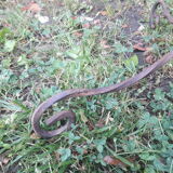 Plant holder h135cm vintage twisted iron