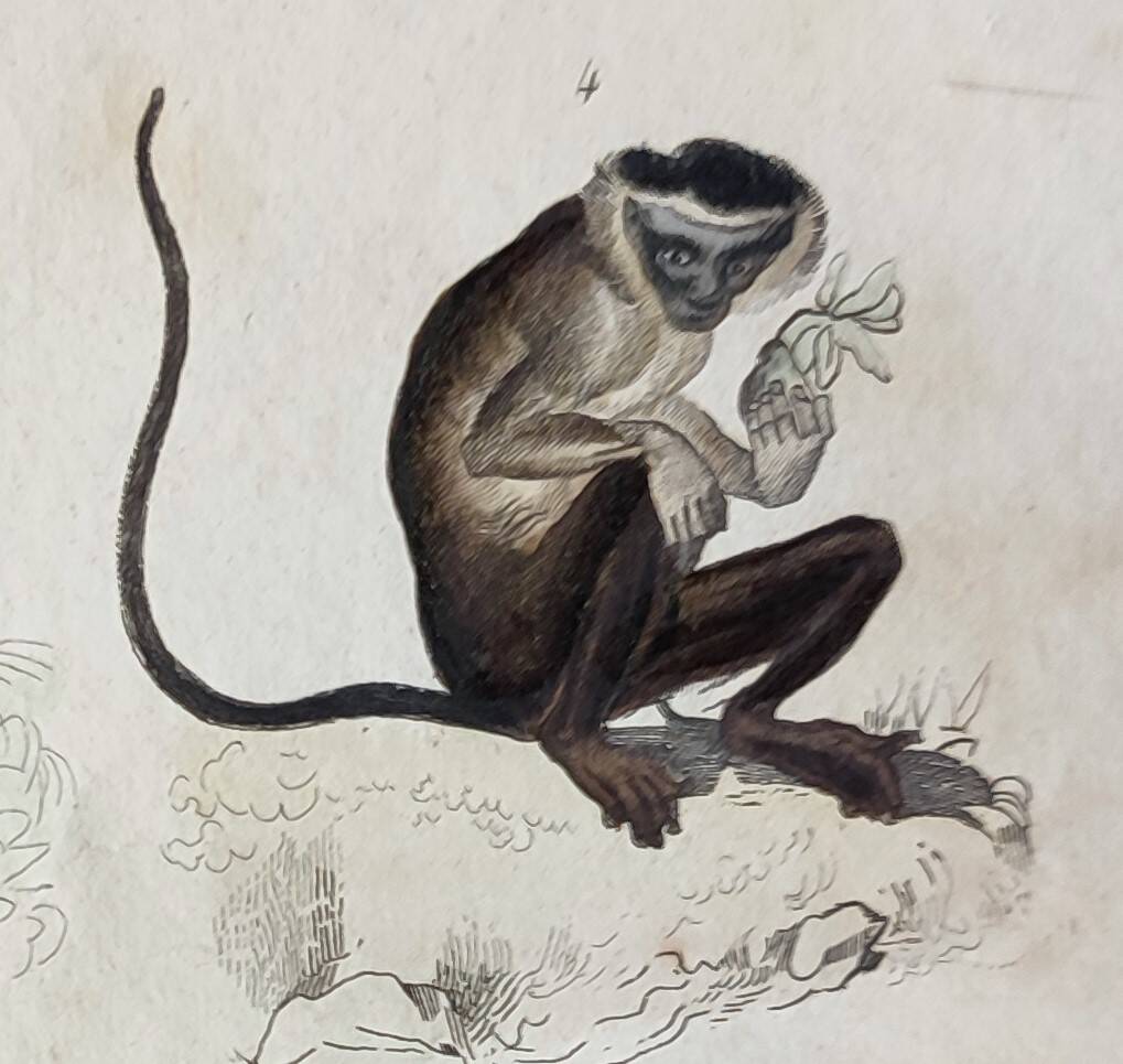 Original zoological plate "Guinea Monkey, Camail, Roloway - Buffon 1838"
