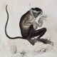Original zoological plate "Guinea Monkey, Camail, Roloway - Buffon 1838"