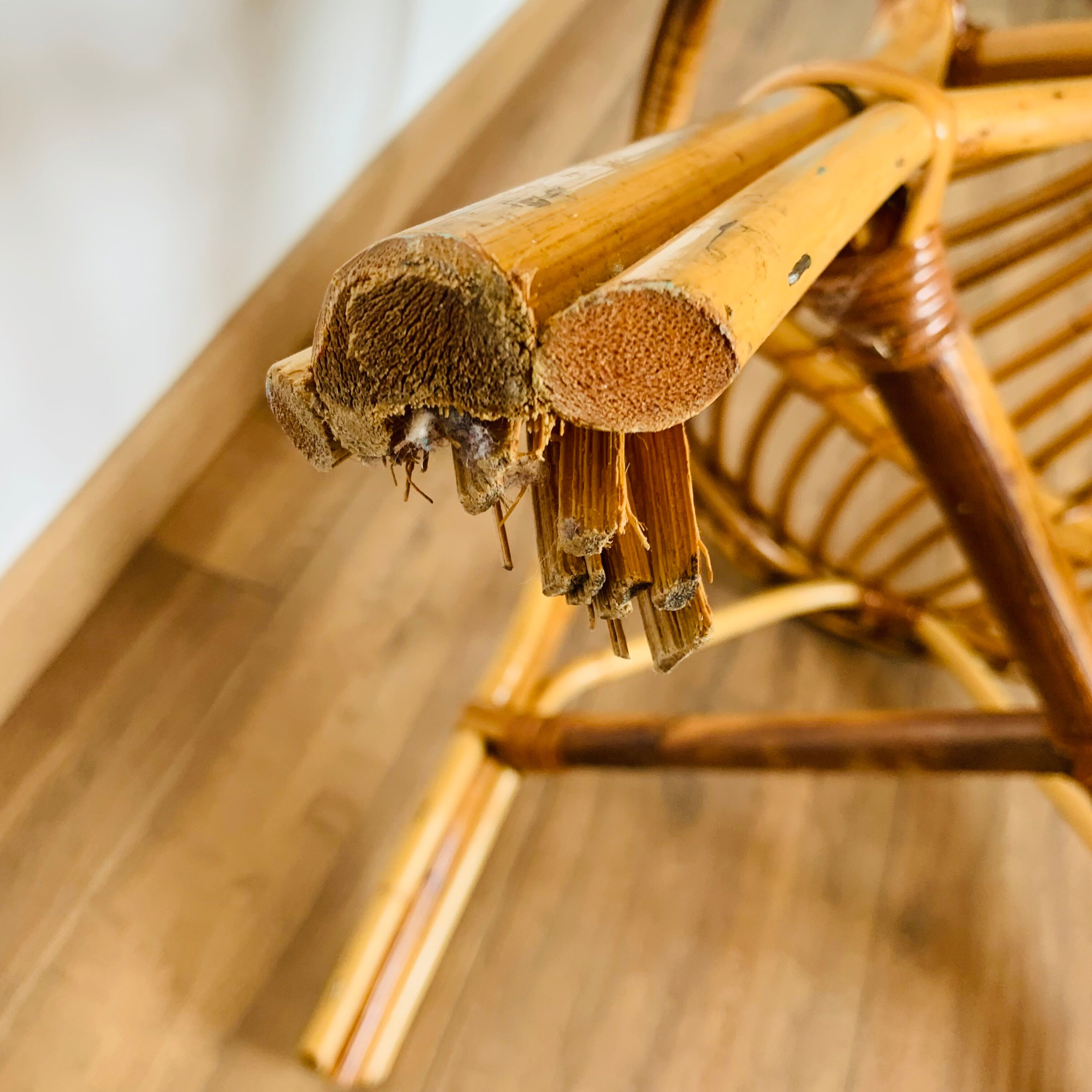 Pair of adult rattan armchairs