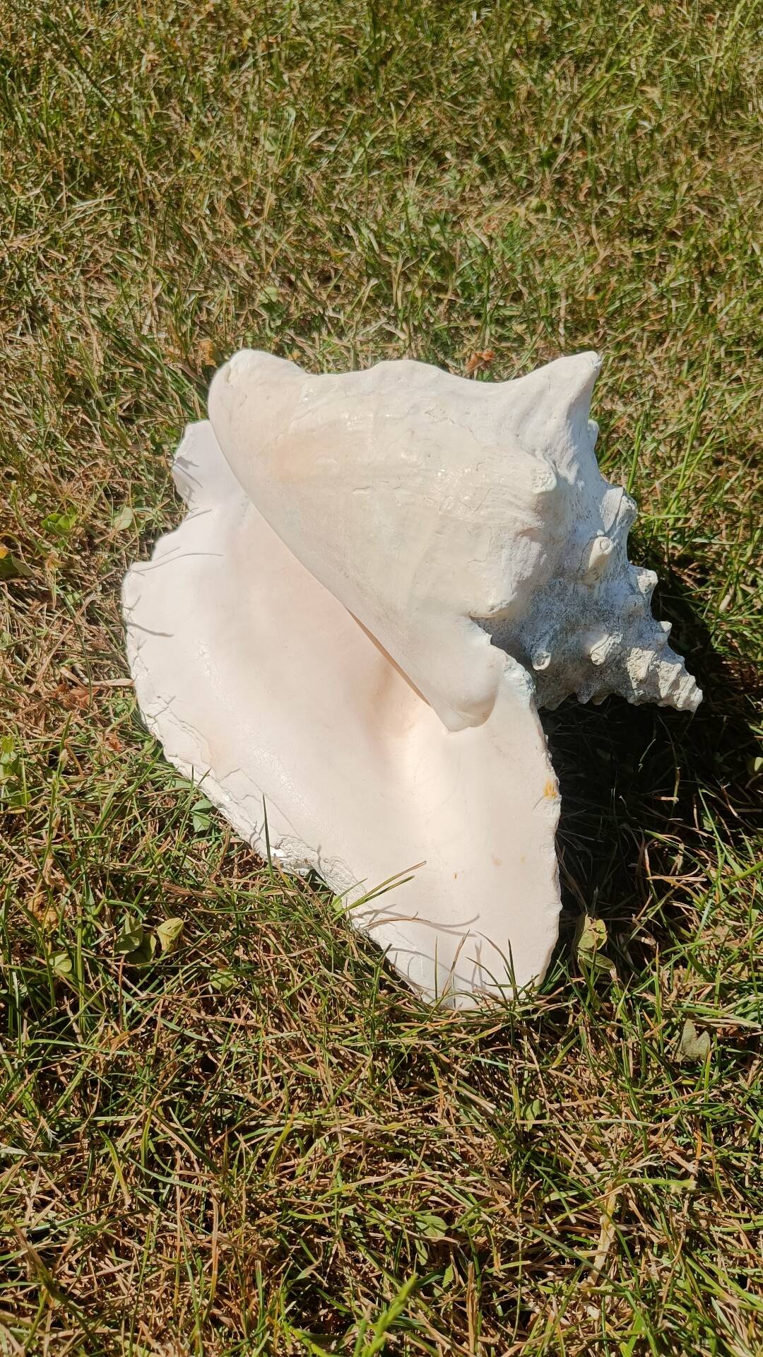Conque marine blanche légèrement rosée
