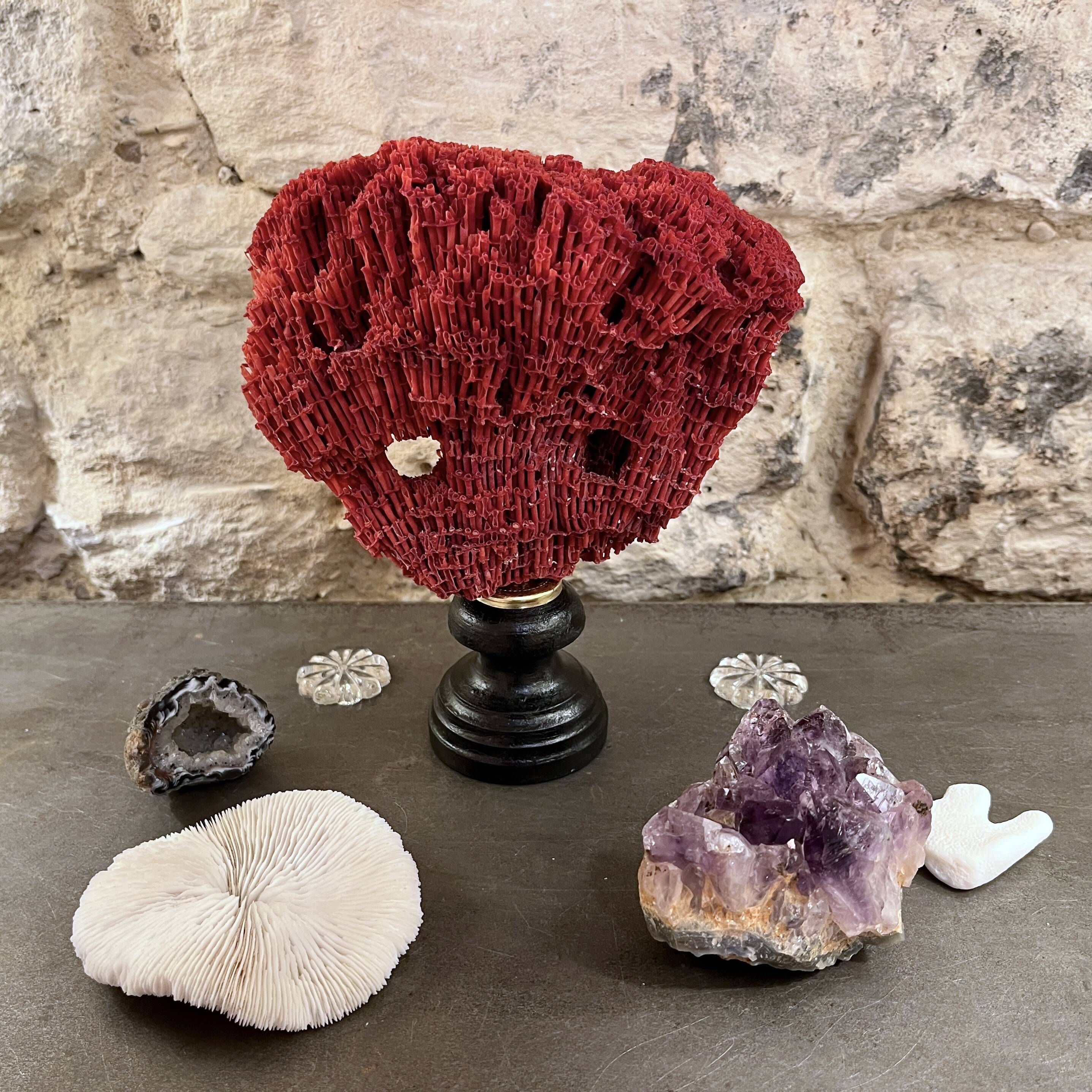 Antique red coral organ Tubipora musica on a wooden base, late 19th century