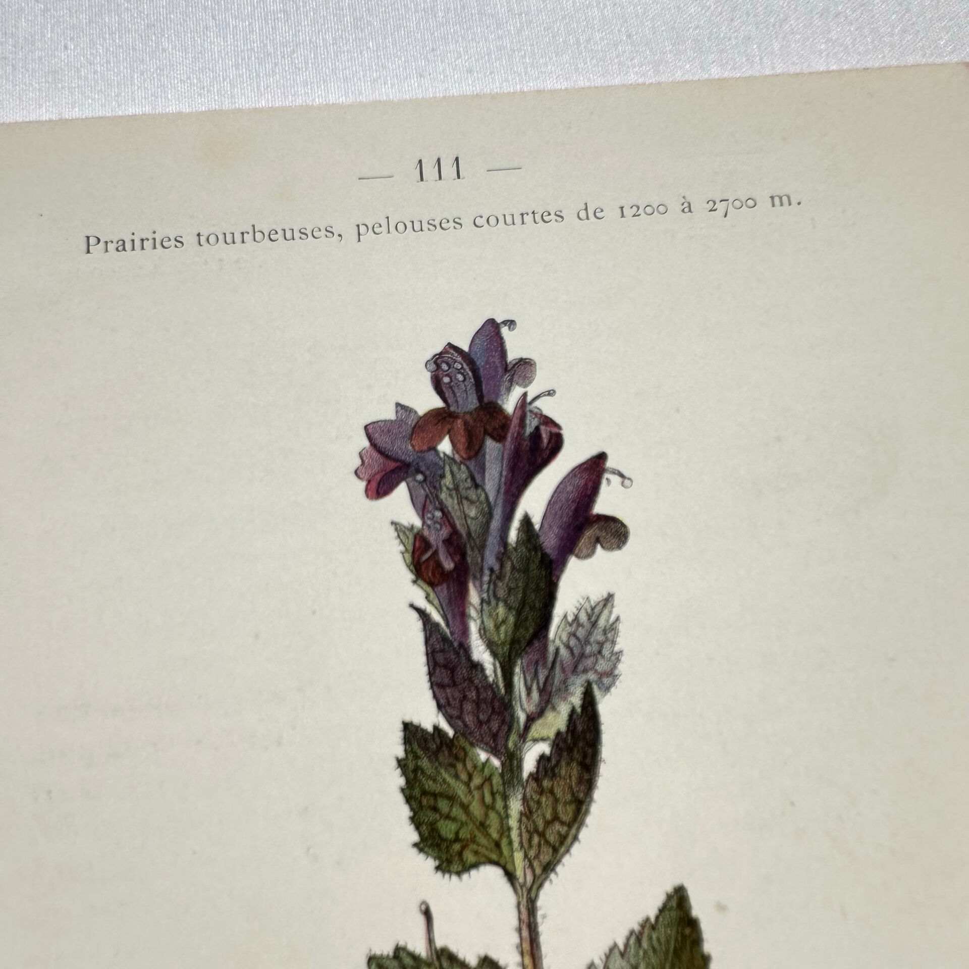 Antique botanical plate hand-coloured – 19th-century decoration