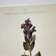 Antique botanical plate hand-coloured – 19th-century decoration