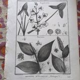 Stamped vintage botanical engraving plate natural history flowers