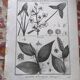 Stamped vintage botanical engraving plate natural history flowers