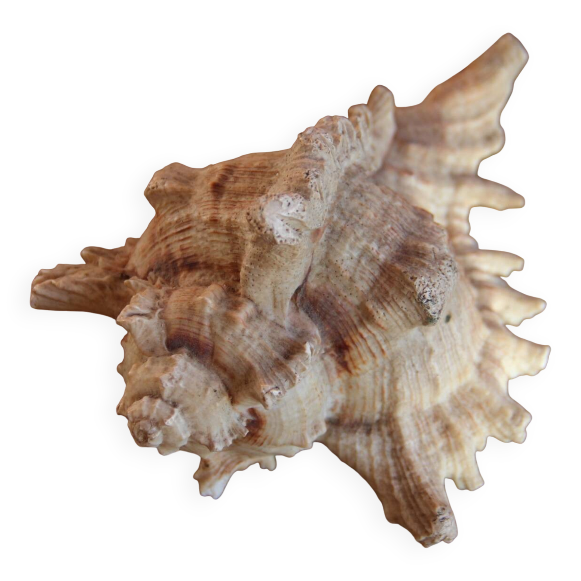 Murex shell