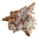 Murex shell