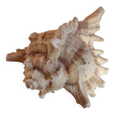 Murex shell