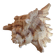 Murex shell