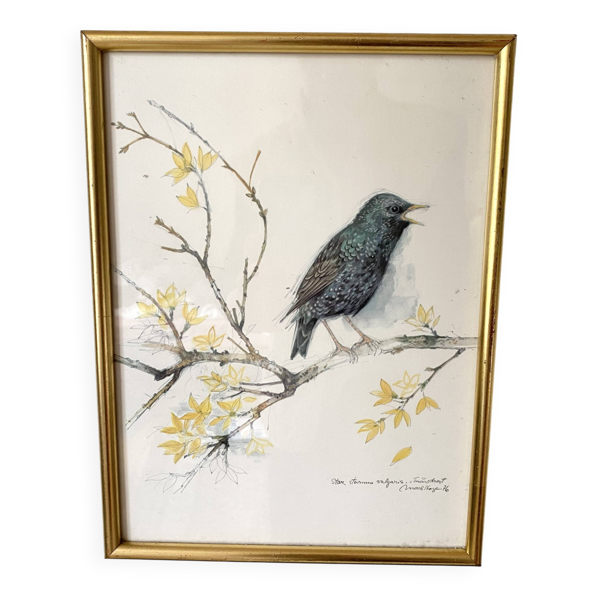Framed bird engraving, botanical plate sternus vulgaris