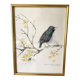 Framed bird engraving, botanical plate sternus vulgaris