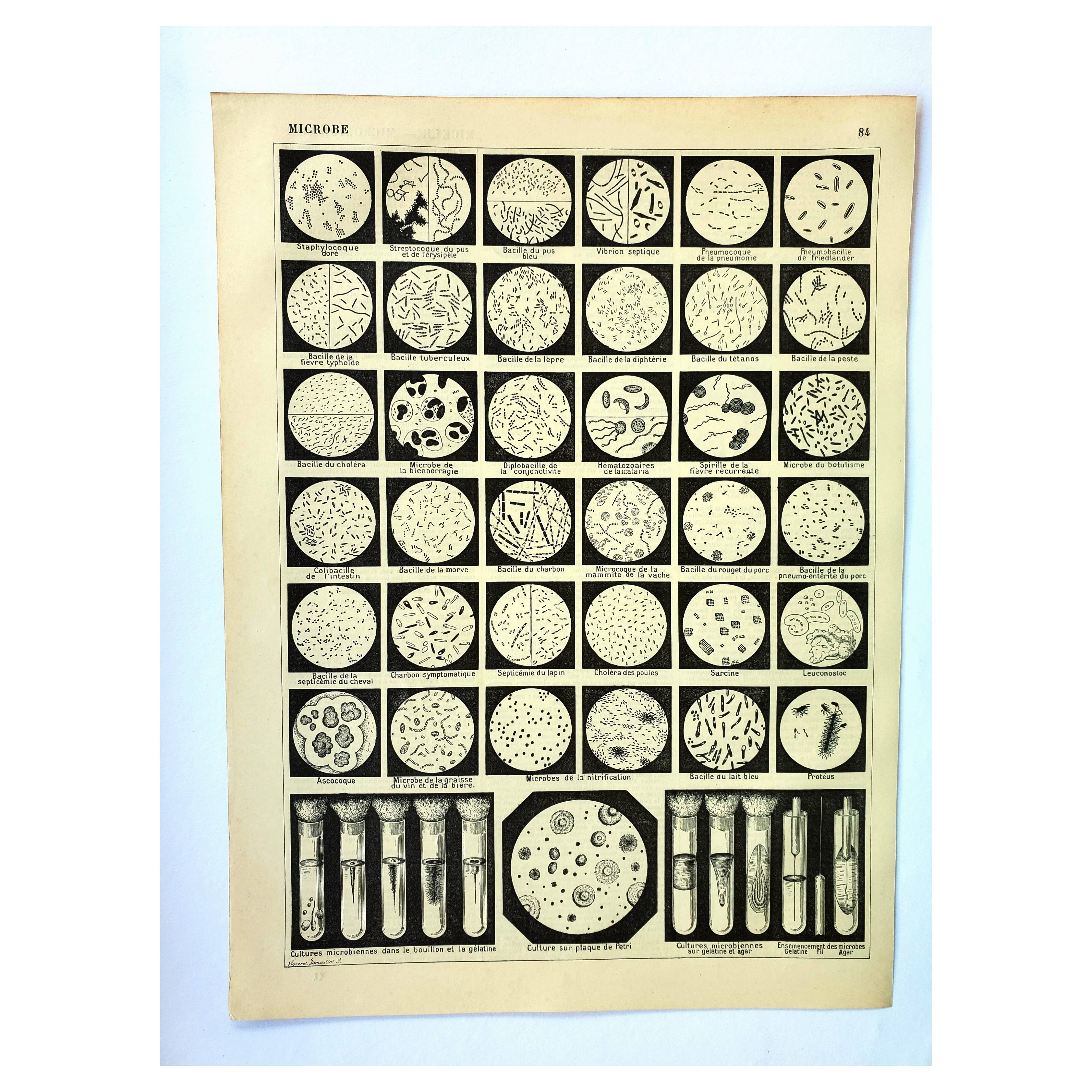 Engraving. Microbe, bacteria, biology • Original vintage poster from 1898