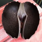 Coconut basket buttocks of Seychelles