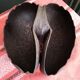 Coconut basket buttocks of Seychelles