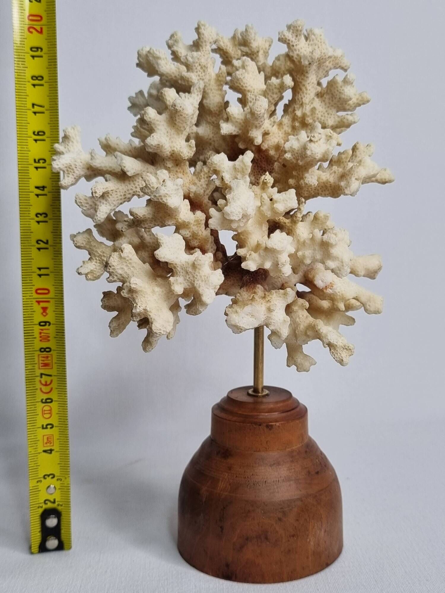 Old white coral on wooden base, branched, 20 cm