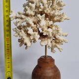 Old white coral on wooden base, branched, 20 cm