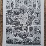 1930 Original lithograph on birds, parrots
