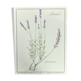 Lavender botanical poster