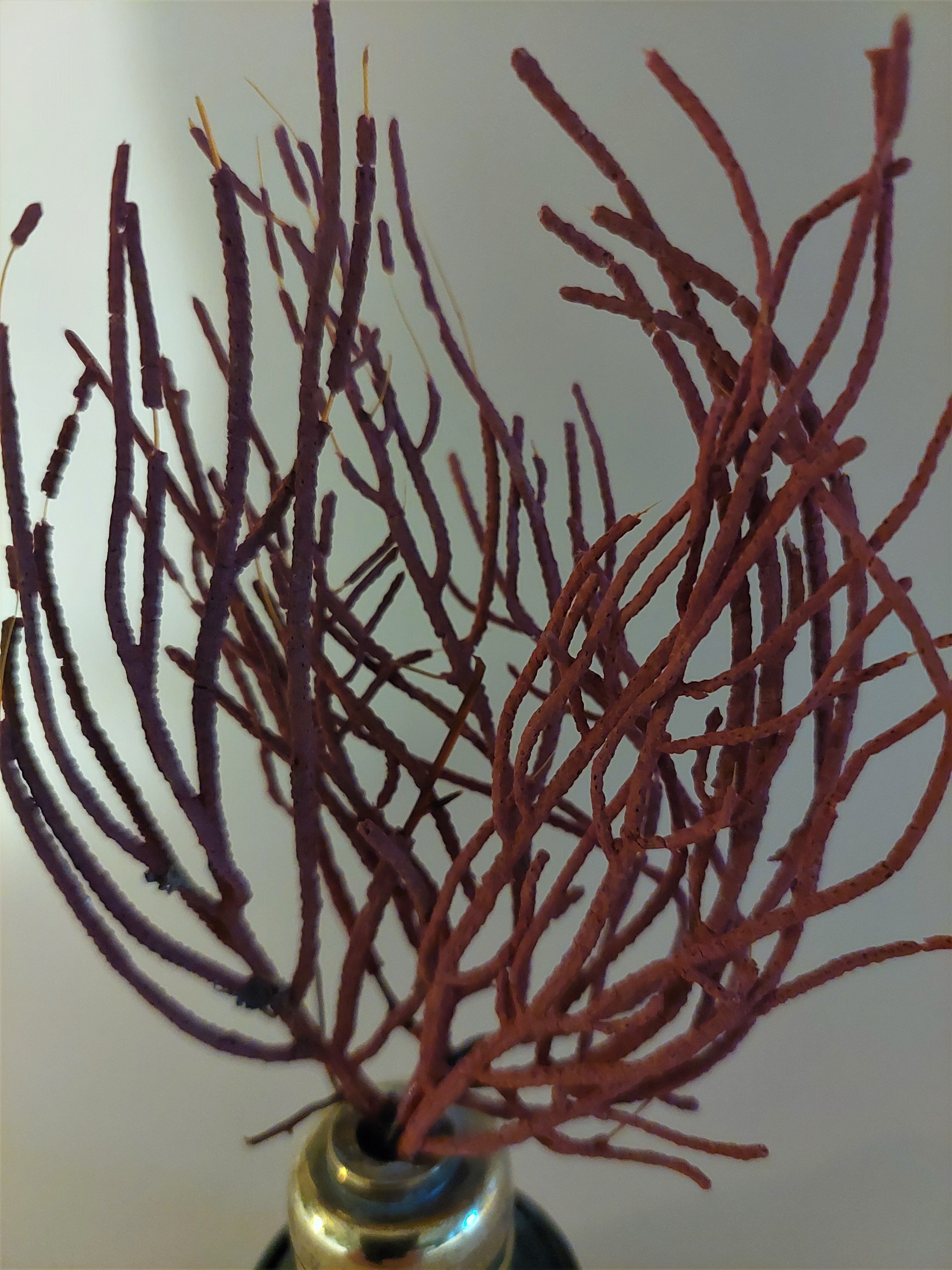 Cabinet of Curiosities red coral ellisella ceratophyta on base
