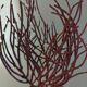 Cabinet of Curiosities red coral ellisella ceratophyta on base